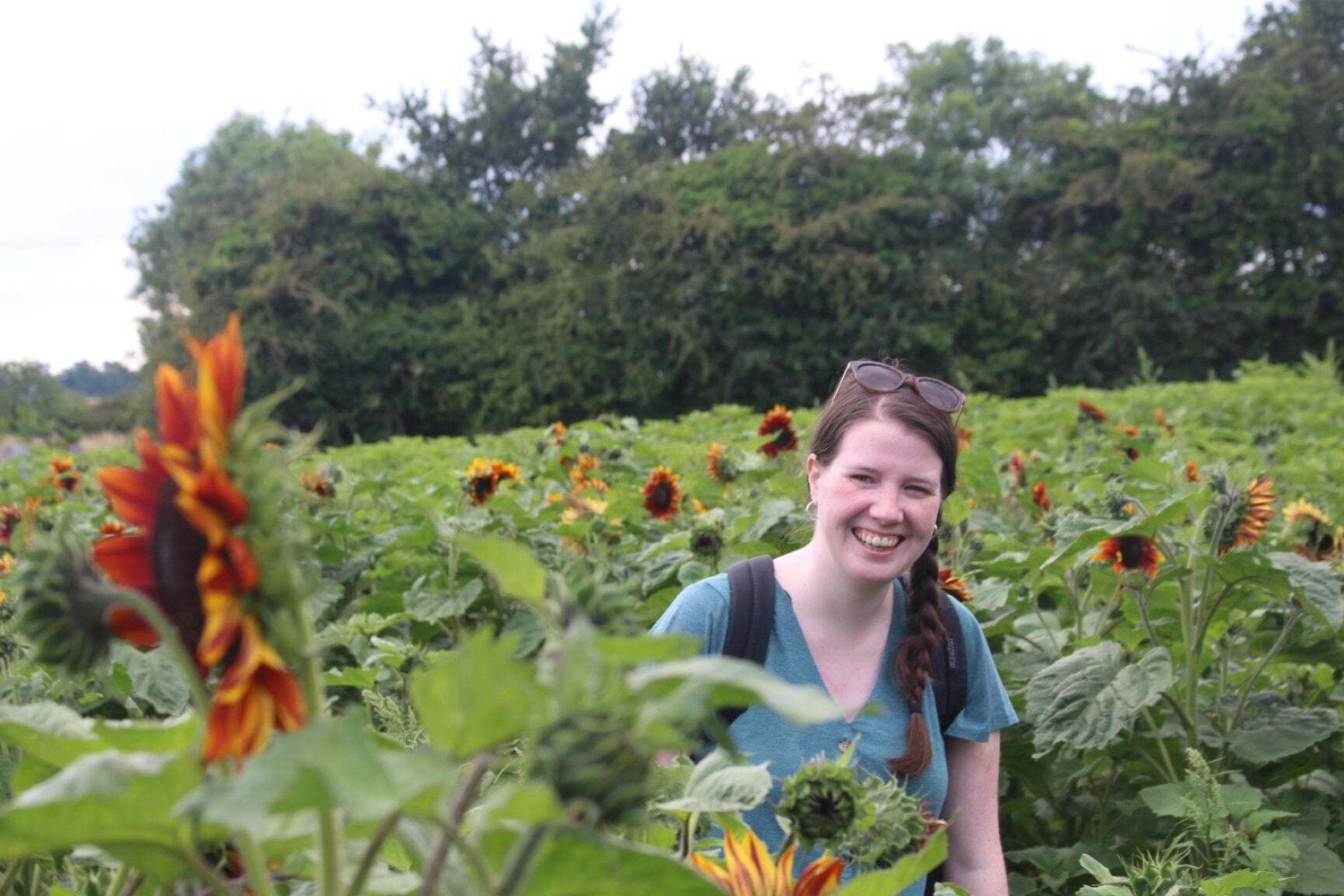 Rebecca Feely Sunflowers 1